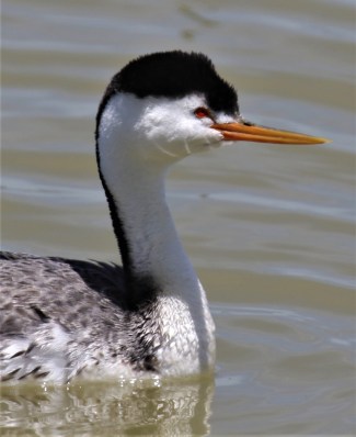 Clark's Grebe