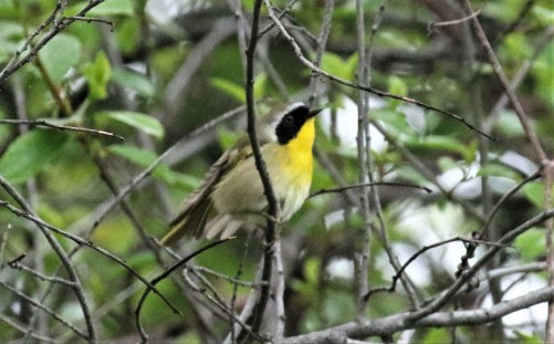 Common Yellowthroat