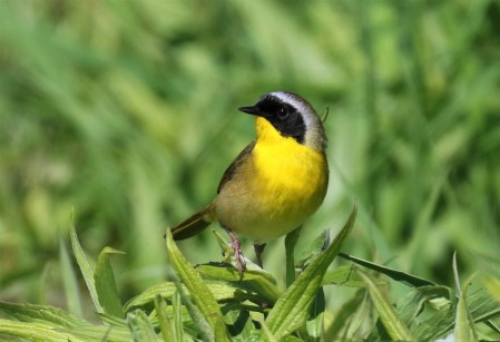 Common Yellowthroat