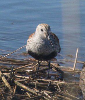 Dunlin