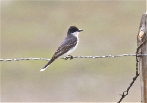 Eastern Kingbird