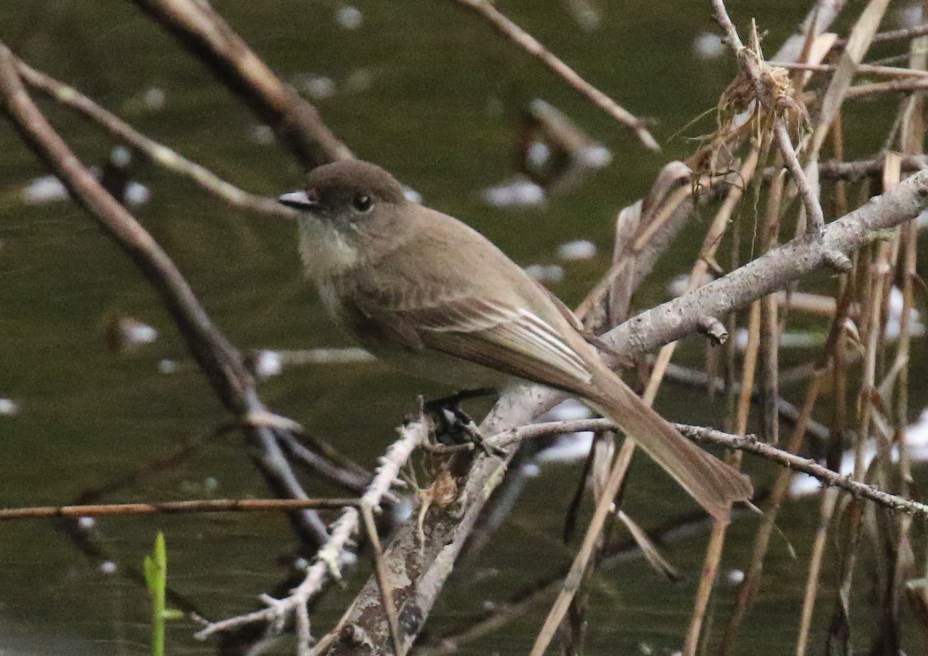 eastern-phoebe.jpg