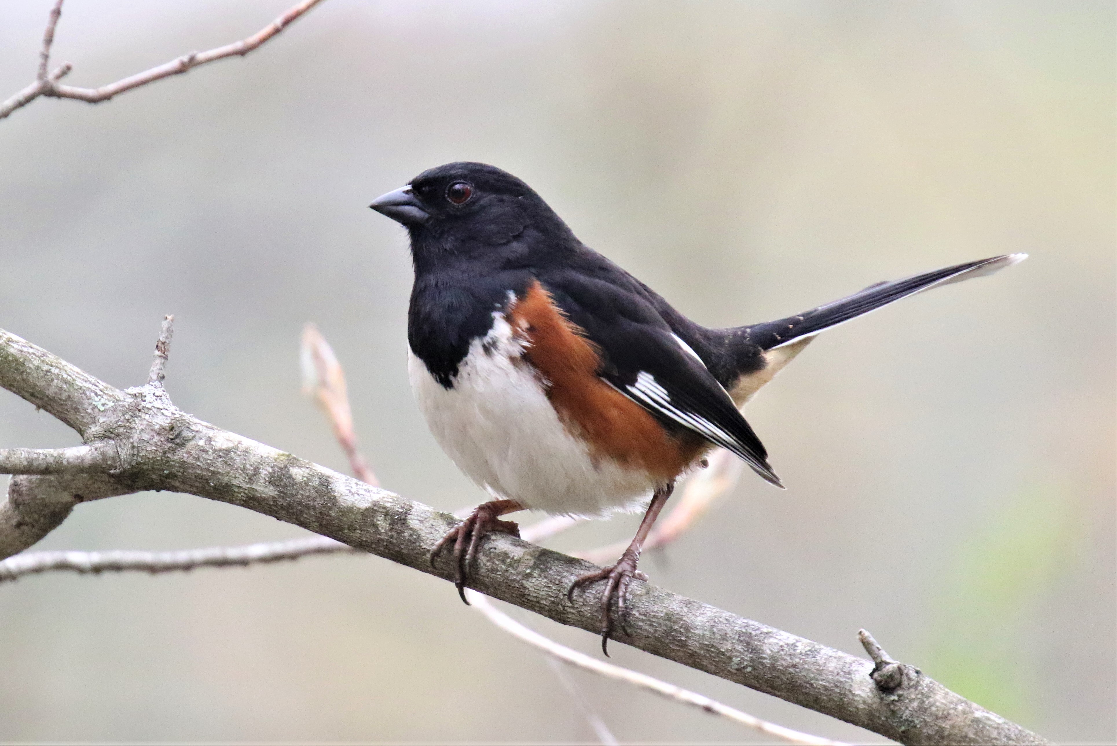 Eastern Towhee