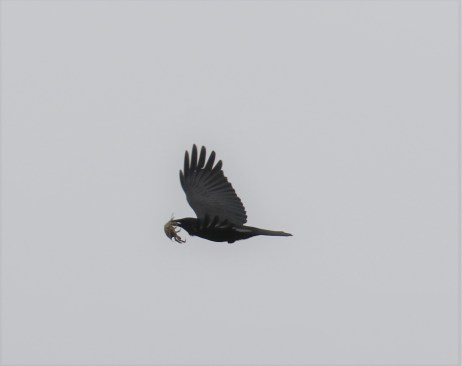 Fish Crow with Crab