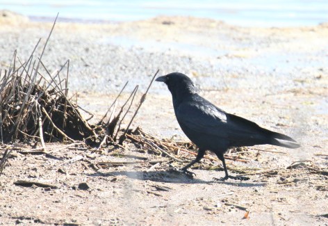 Fish Crow