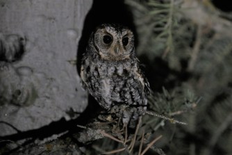 Flammulated Owl