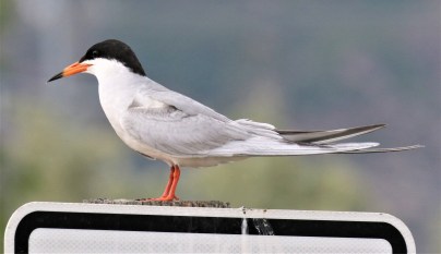 Forster's Tern 1 12th