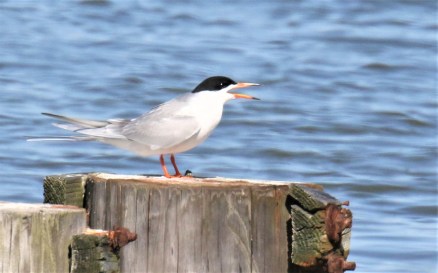 Forster's Tern