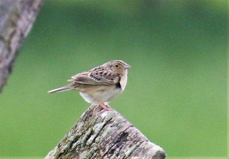 Grasshopper Sparrow