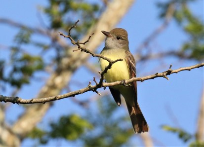 Great Crested Flycatcher1