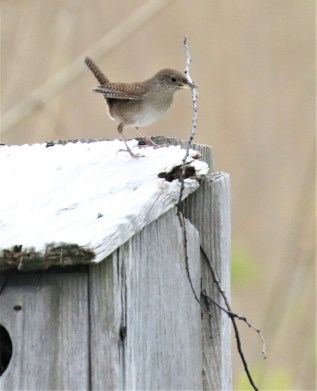 House Building House Wren