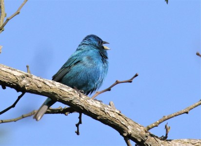 Indigo Bunting Singing