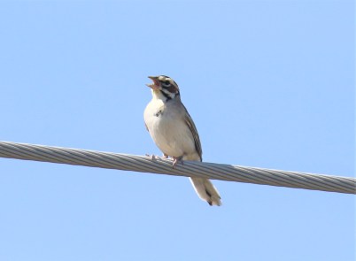 Lark Sparrow Singing