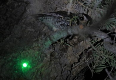 Laser Points the Way