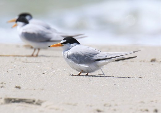 Least Tern Pooping