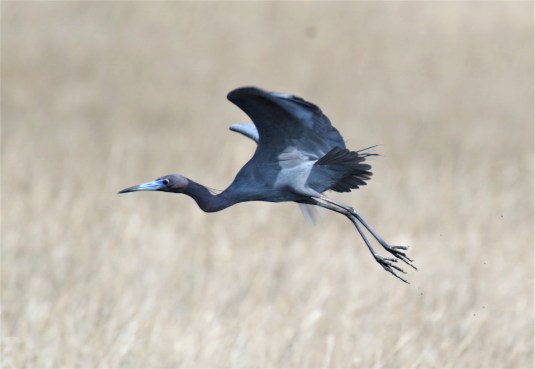 Little Blue Heron