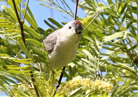 Lucy's Warbler2