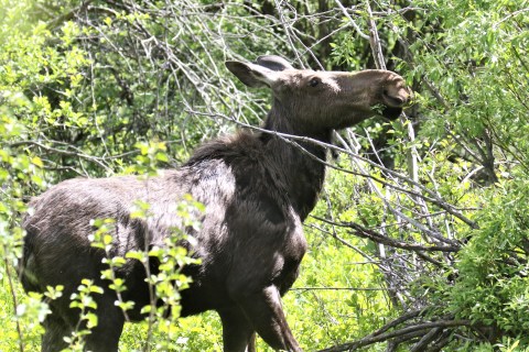 Moose1
