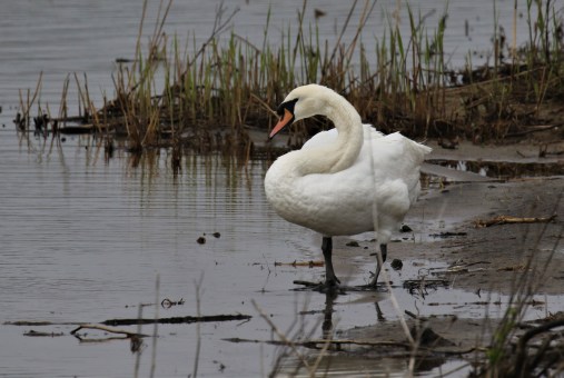 Mute Swan