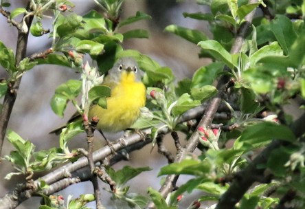 Nashville Warbler1