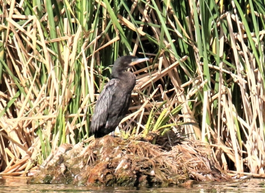 neotropic-cormorant1.jpg