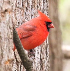 Northern Cardinal Male