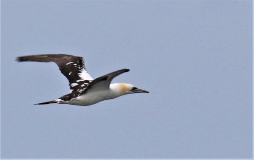 Northern Gannet Adult1