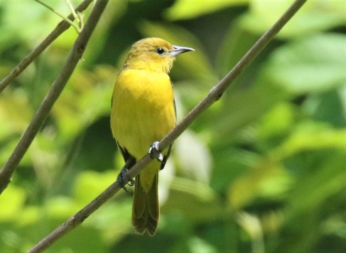Orchard Oriole Female