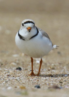 Piping Plover1