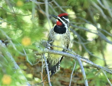 Red Naped Sapsucker1