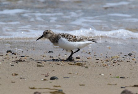 Sanderling