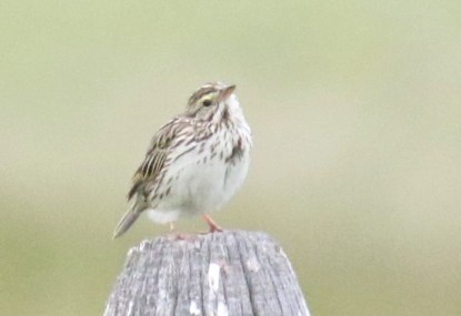 savannah-sparrow.jpg