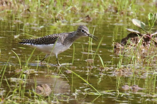 Solitary Sandpiper1