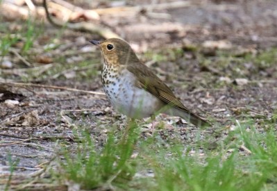 Swainson's Thrush