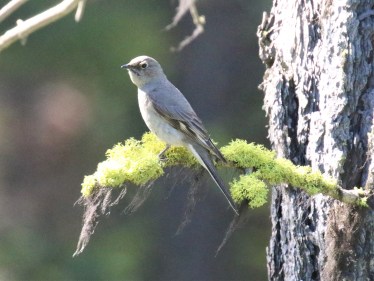 Townsend's Solitaire1