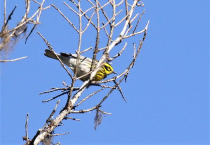 Townsend's Warbler