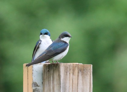 TREE sWALLOWS