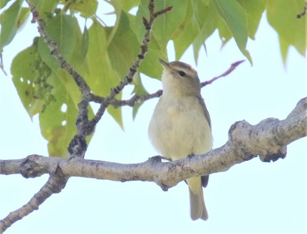 Warbling Vireo