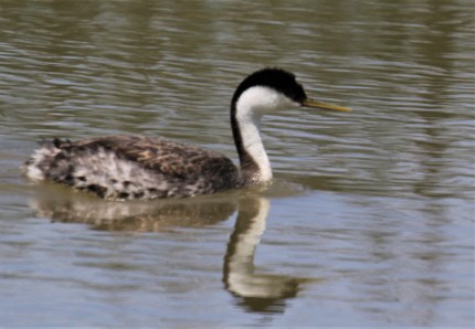Western Grebe