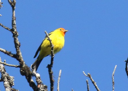 Western Tanager
