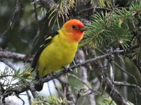 Western Tanager1