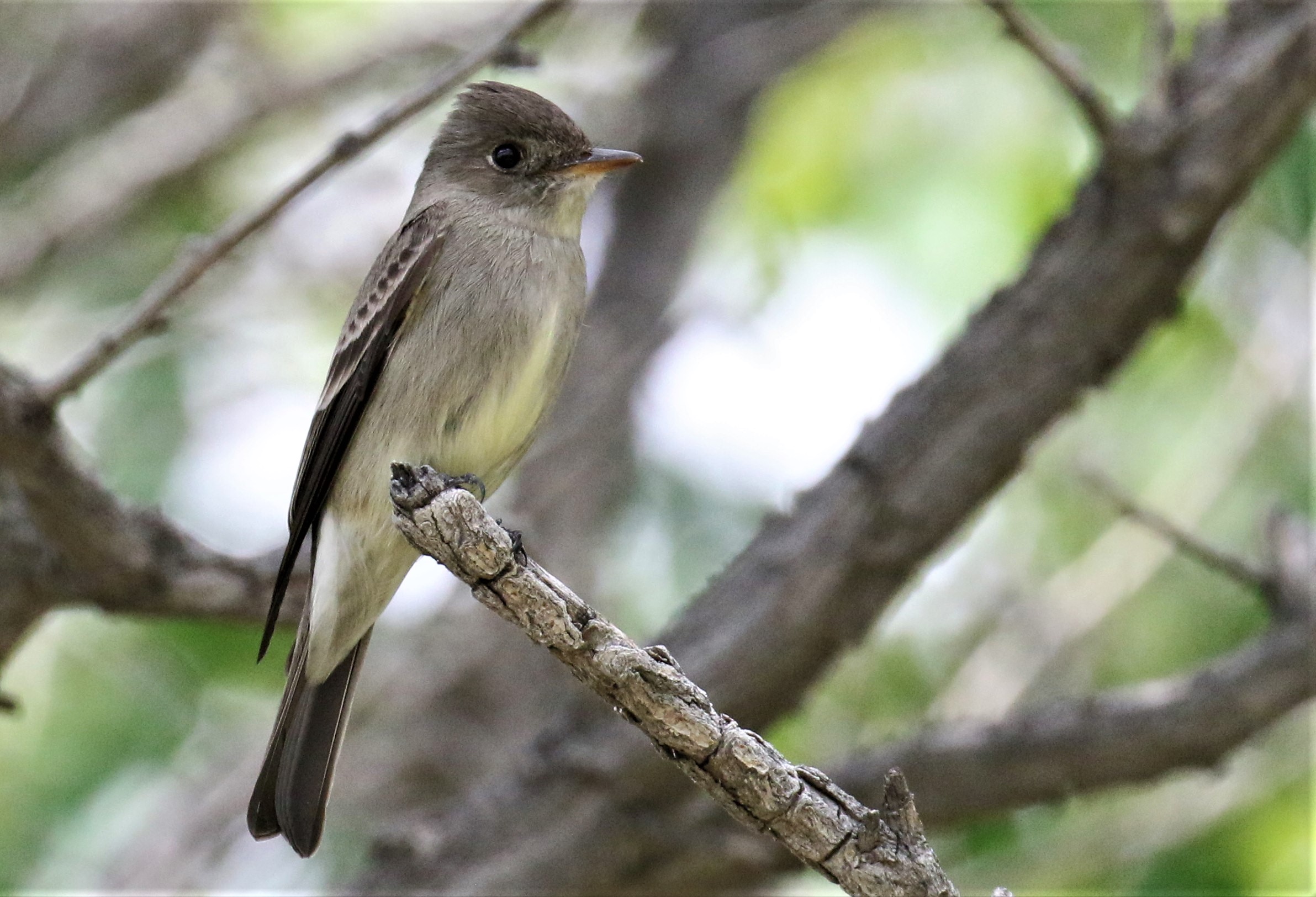 Western Wood Pewee