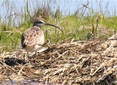 Whimbrel1