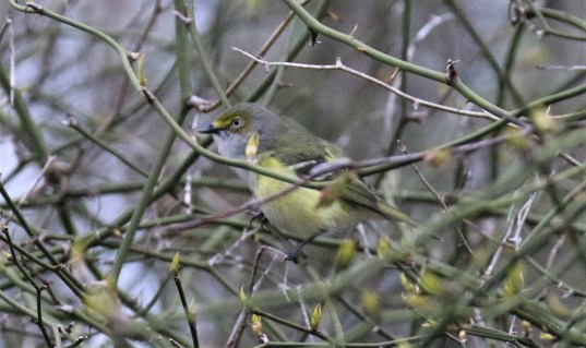 White Eyed Vireo