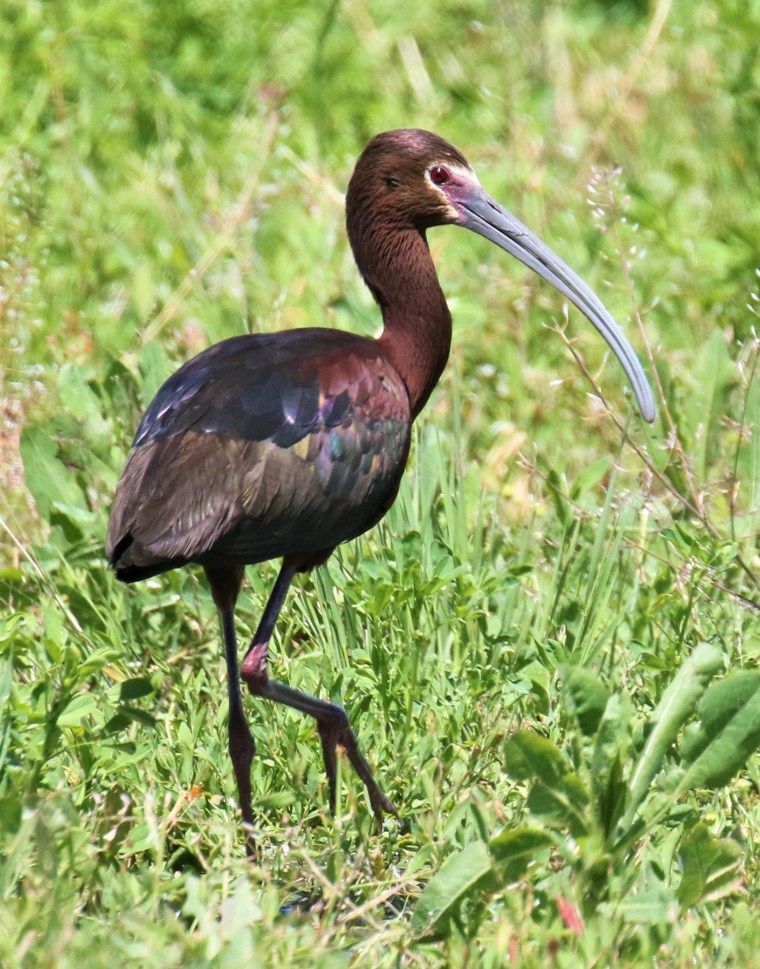 white-faced-ibis-vertical.jpg