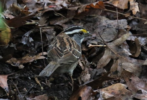 White Throated Sparrow