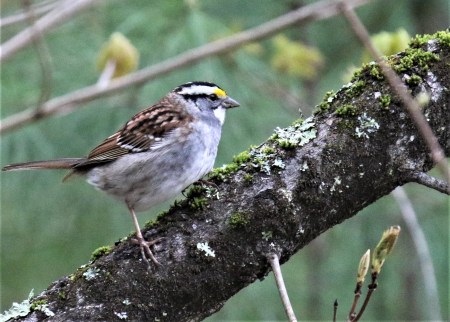 White Throated Sparrow