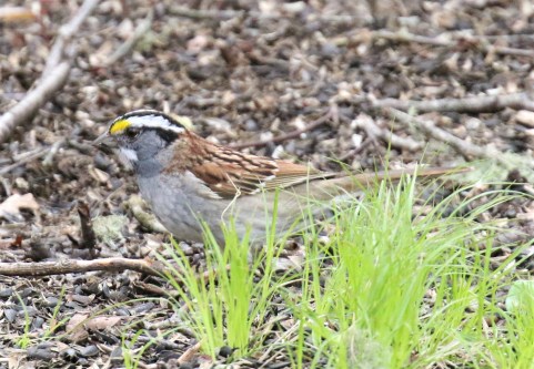 White Throated Sparrow1