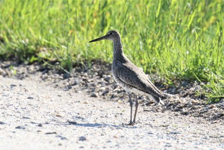 Willet