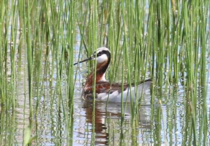 Wilson's Phalarope